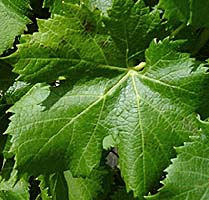 Leaf of Carménère
