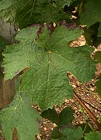 Leaf of Leaf of Castets