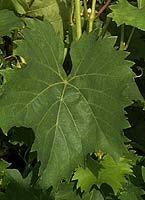 Leaf of Chambourcin