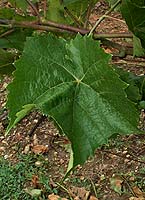 Leaf of Chancellor