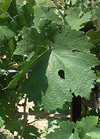 Leaf of Chasan