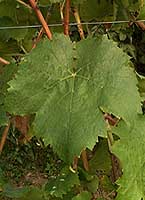 Leaf of Chatus