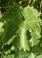 Leaf of Chelois