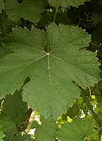 Leaf of Claverie