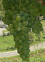 Bunch of Claverie
