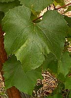 Leaf of Clinton
