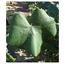 Leaf of Alicante Bouschet