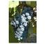 Bunch of Alicante Bouschet