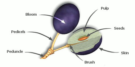 Structure of the grapevine berry