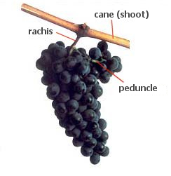 Structure of the grapevine cluster