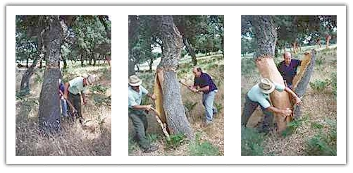 Cork Harvesting