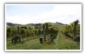 Vineyards of Champagne